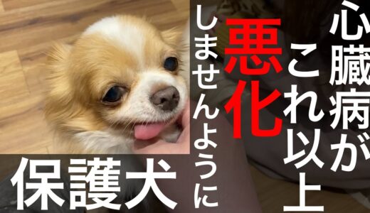 【保護犬】飼育放棄された心臓病のチワワに何もしてあげられない僕たち。