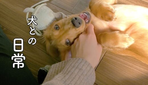 【ミニチュアダックスフンド】犬との日常