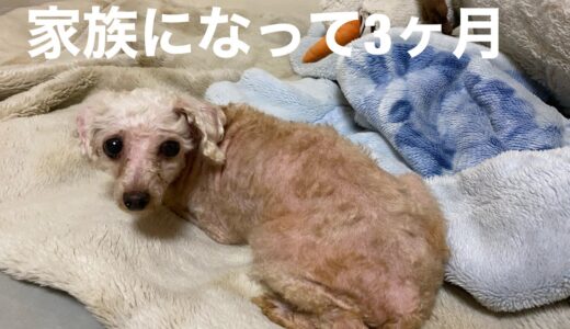 【元繁殖犬】【トイプードル】人間が嫌いな犬と家族にって３ヶ月の成長【感動】