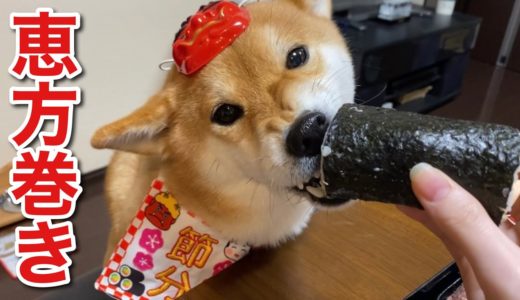 【柴犬】犬用の恵方巻きに頑張ってかぶりつくが口が小さすぎて海苔しか食べれない犬