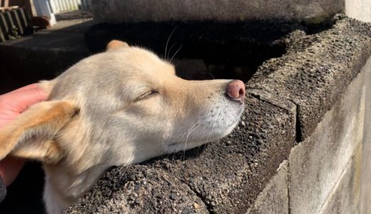 お日様が気持ち良さそうな白い犬とこたつ暖かそう猫