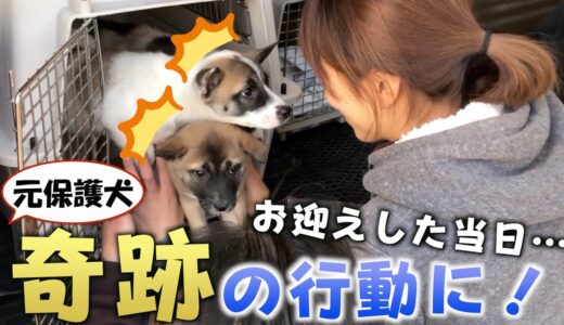 保護犬３頭をお迎えした日…緊張でうずくまると思いきや奇跡が起こりました。