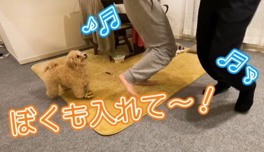 パパとママが急に踊り出した時の犬の反応が面白かった！【トイプードル】