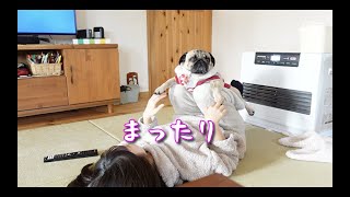 やっぱりなんだかんだ仲が良い娘とパグ犬ぷぅPug