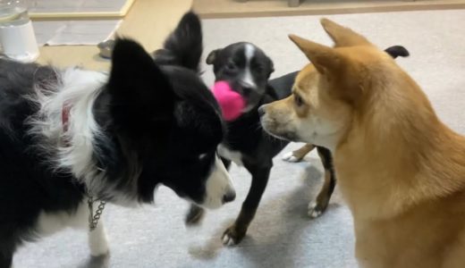 咥えているボールを先輩犬に見せつけながらブイブイ言わせる子犬がかわいいw