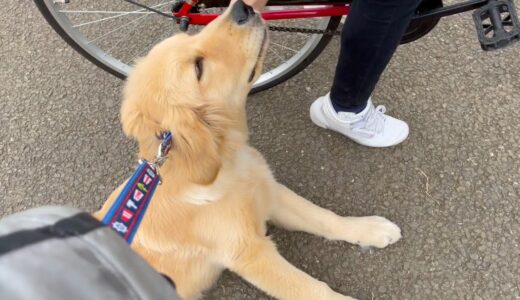 通行人のお姉さんに、構ってアピールをする犬