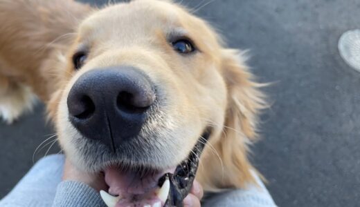 アムちゃん寂しくてセブン犬できない