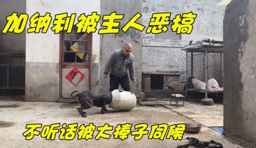 加纳利犬被恶搞，违背主人命令被主人拿棍子追，它会咬主人吗