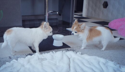 老犬チワワの御飯中に無言の圧力を与え続けて動揺を誘う妹チワワｗ