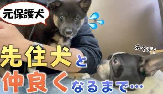 ひとりぼっちでビビリの元保護犬が、先住犬と仲良くなるまでの記録。