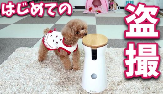 犬のお留守番を隠し撮りしたら…胸がいっぱいになった。