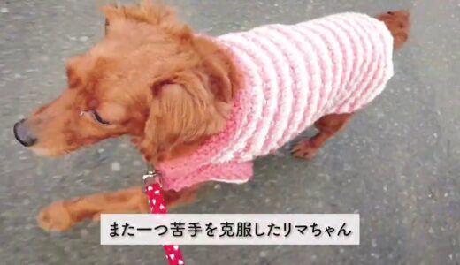 練習したら上手になると教えてくれた保護犬。【Day48】