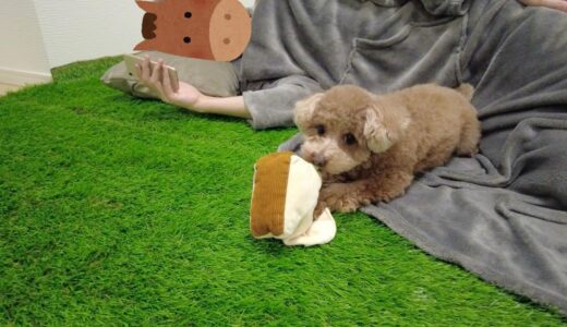 犬とパパが自宅のドッグランから出てこなくなってしまいました...【トイプードル】