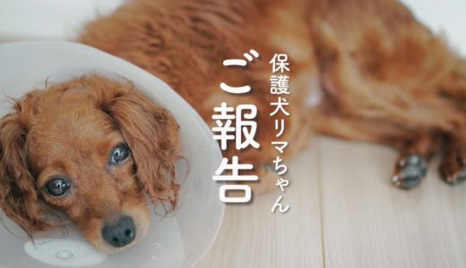 保護犬リマ、散歩が格段に進歩！通院・里親募集状況のご報告＆お礼【Day26】Vlog