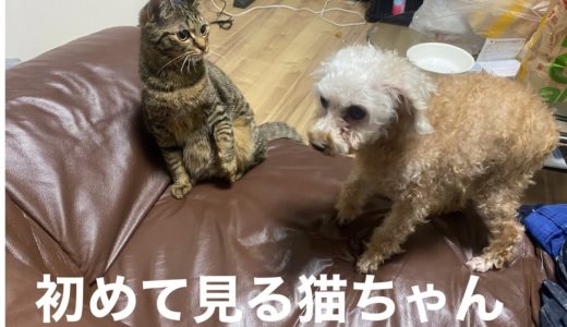 【元繁殖犬】【トイプードル】初めて子猫に会わせたみた時の反応が可愛すぎた