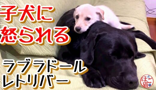 【子犬　保護犬　子猫】子犬に怒られるラブラドールレトリバー