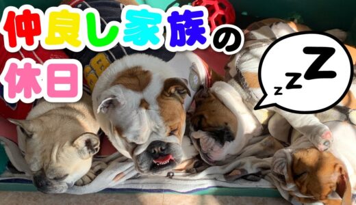 人間みたいな犬の寝相…ブルドッグ親子とフレンチブルの休日