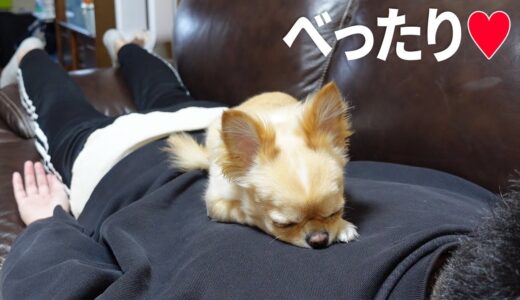 人間ホットカーペットが居心地よすぎて離れられない犬がこちらですｗ【チワワ】【chihuahua】