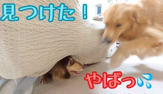 大型犬と命懸けで本気のかくれんぼする小型犬。ゴールデンレトリバーのクッキーとミニチュアダックスフンドの子犬ショコラとの幸せな日常