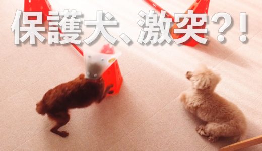 保護犬、激突したりな27日目の成長日記【Day27】