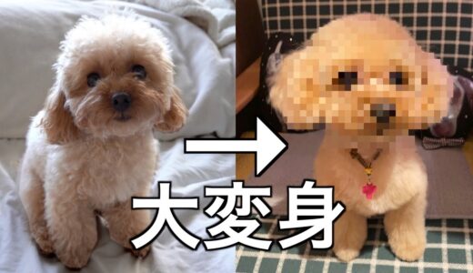 人気サロンでトリミングしたら超絶美犬になったトイプードル