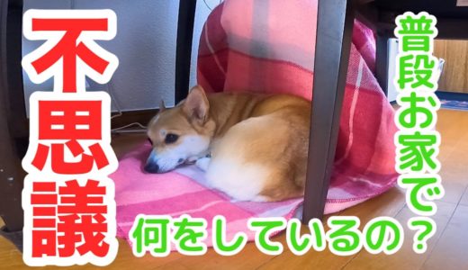 【犬と暮らす幸せ】コーギーの１日に密着 Happiness to live with a dog. Corgi in close contact with the day.