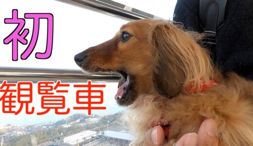 【元保護犬】はじめて観覧車に乗った愛犬の反応#67【カニンヘンダックスえびすの日常】