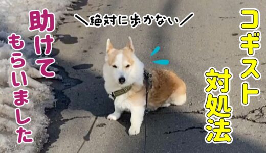 コギスト犬、通行人に助けられ復活！！