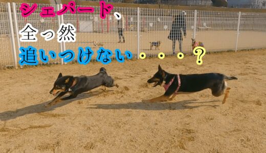 シェパード犬、ドッグランで走るけど全然追いつけない・・・？【German Shepherd】 My Dog Runs As Fast As She Can, But Can't Catch Up...