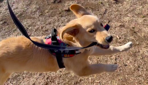 飼い主を散歩させる犬