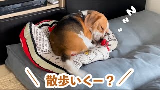 爆睡中の犬に、『散歩』と言ってみた結果ww