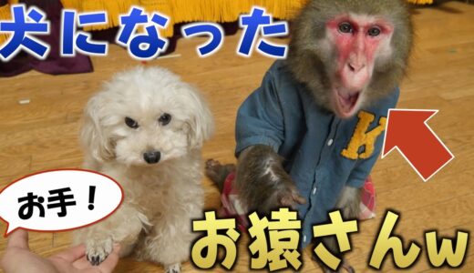 【衝撃】犬と一緒に生活するとお猿さんは「犬のまね」をするようになります。