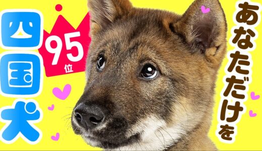 ❤️人気95位【四国犬ってどんな犬？】子犬の価格や性格、寿命、飼いやすさは？ カワイイ動画でチェック！