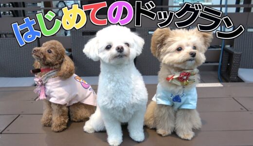 天空のドッグランで３匹の犬が大はしゃぎ