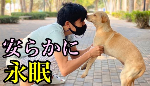 飼い主に捨てられた犬達を救えず沢山の子犬を亡くしてしまいました【永眠】