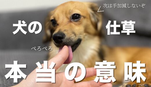 犬の行動・しぐさが伝えたい本当の意味【犬 行動 仕草 意味 犬との生活】