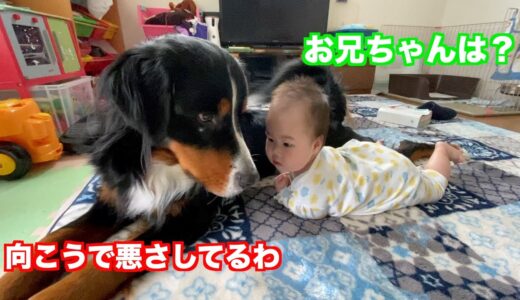 【犬と赤ちゃん】優しいお兄ちゃんと子守犬　バーニーズマウンテンドッグ　 bernese mountain dog