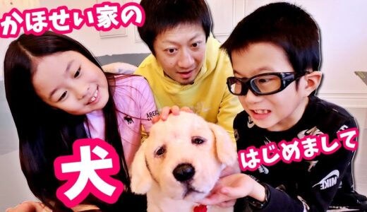 かほせい家に犬がやってきた❓🐶