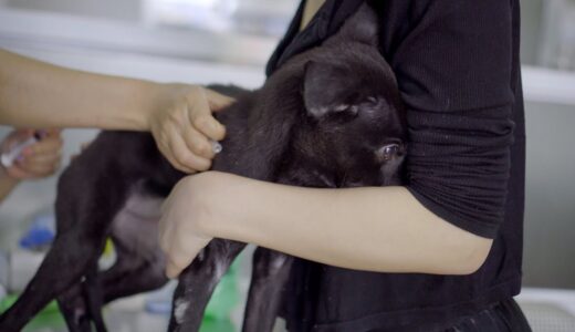 甘えん坊犬が注射されるとこうなります。初めてワクチンを打たれた保護犬のデンちゃんの反応が可愛い