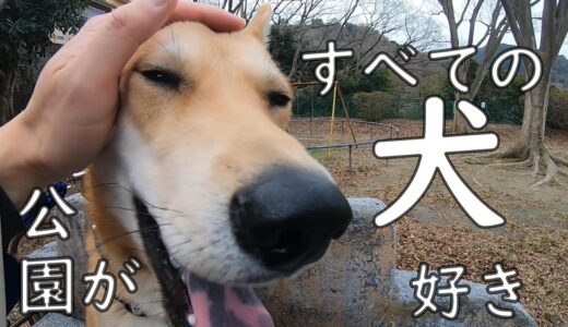 すべての犬が公園に連れて行ったら喜ぶ説