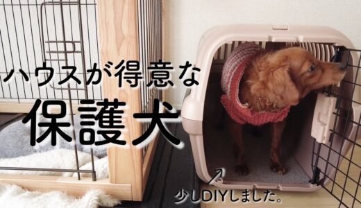 保護犬リマ、すっかり家庭犬な風格。ハウスを少しDIY 【Day49】