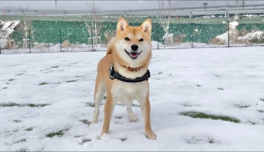 雪が降って「犬は喜び庭駆け回る」という話は本当らしい