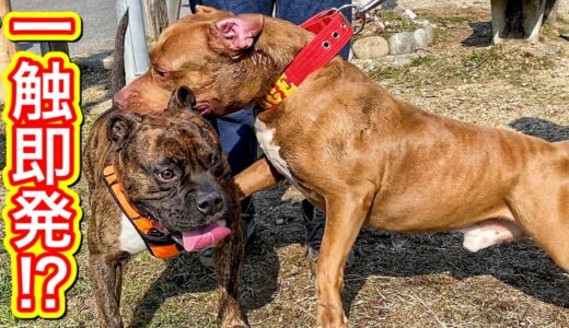 犬界最強ピットブルとアメリカン・ブリーが出会ったら〇〇だった！