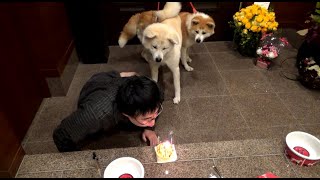 自分の誕生日を犬用ケーキでお祝いしました！