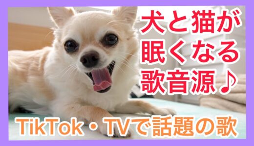 【TikTok・TVで話題】🐶犬猫が眠くなる歌の音源♪犬が寝る音楽♪犬が反応する音♪【sleepy song 『Tonight You Belong to Me』】