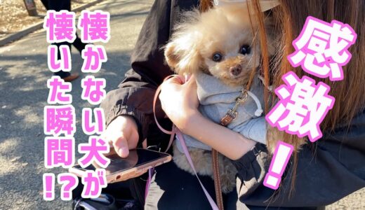 まさか！？懐くの！？いつもは人に吠えるうちの犬が！！【トイプードル】