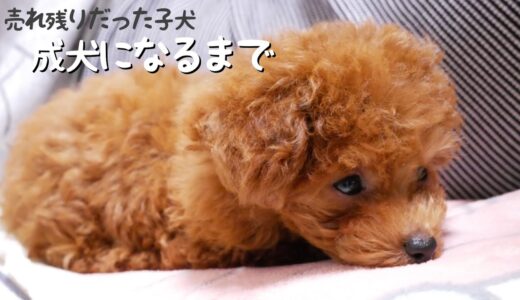 ブリーダーで売れ残ってた極小トイプードル子犬をお迎えして育んだ軌跡