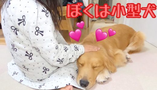 大型犬なのに出来るだけちっちゃくなって姉に甘える愛犬に萌える。ゴールデンレトリバーのクッキーとミニチュアダックスフンドの子犬ショコラとの幸せな日常