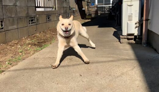 猛烈歓迎の白い犬とゆったり猫