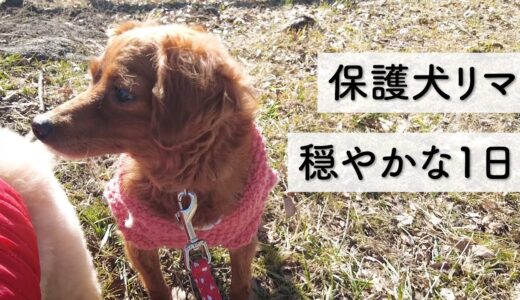 保護犬と過ごす、穏やかで楽しい1日。【Day45】